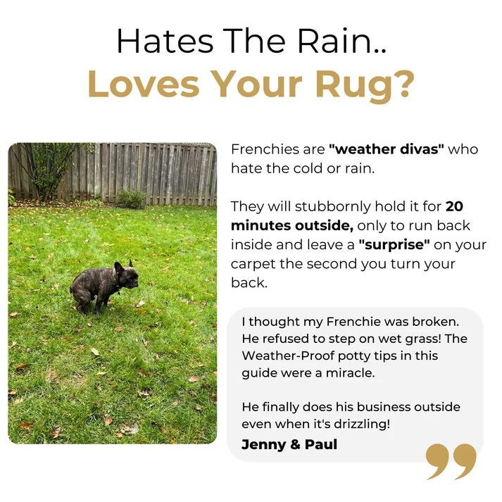 The Complete Frenchie Guide